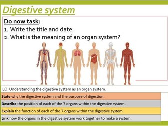 Digestive system (OFSTED Observation Lesson.)