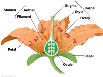 WALT: Identify and describe the parts and functions of a flower.