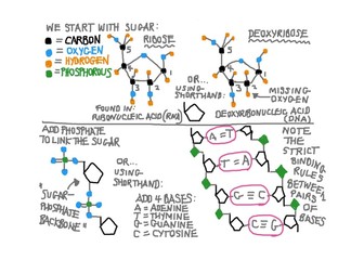 The structure of DNA and RNA: YouTube video with annotation task and pdf summary sheet