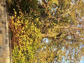 GCSE Biology AQA paper 1 revision organisers. Answers included