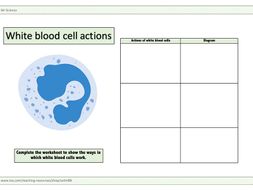 White blood cell worksheet | Teaching Resources