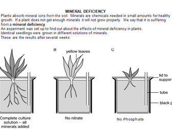 KS3 work sheet on mineral deficiencies in plants