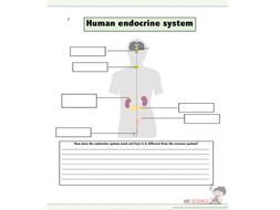 Human endocrine system worksheet | Teaching Resources