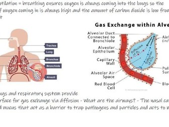 Biology Gas Exchange