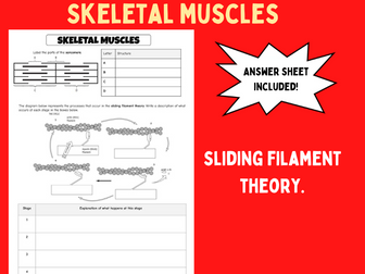 Skeletal Muscles and Sliding Filament Theory