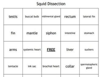 "Squid Dissection" Bingo Game