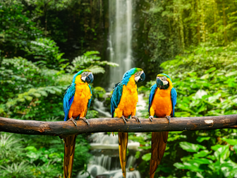 KS3: Tropical Rainforests - All Lessons