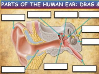 Parts Of The Human Ear: Drag & Drop Worksheet: Google Slides. Powerpoint