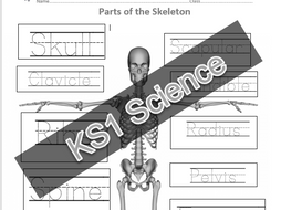 KS1 Parts of Skeleton activity, 1 page, trace the writing