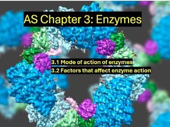 AS: Chapter 3 Enzymes