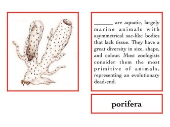 Invertebrates:External parts book I - Porifera (sponges)