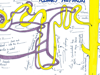 Kidney Nephron Revision Poster