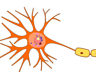Above and Beyond - Differentiation and Specialised Cells