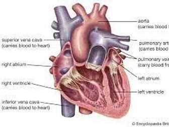 Edexcel GCSE PE - CV System Unit