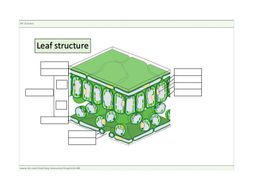 Leaf Structure worksheet | Teaching Resources