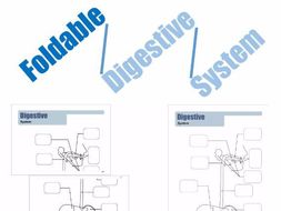 Foldable Digestive System