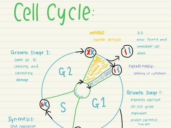 The Cell Cycle A level OCR Biology