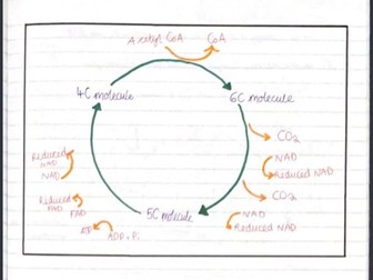 AQA A Level Biology Topic 5