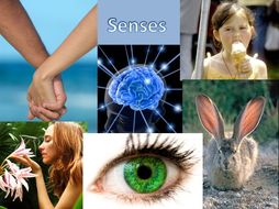 The nervous system and senses