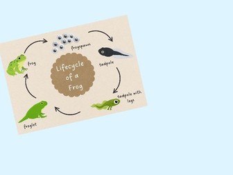Frog Lifecycle