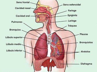 Anatomical posters of the Body systems
