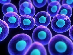 Biology Module 6.1 - Cellular Control - OCR Revision Packs