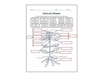 Parts of a Flower Labeling Science Worksheet