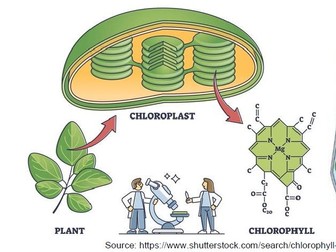 Year 9 Science 1.2 More About Photosynthesis