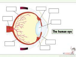 The Eye worksheet | Teaching Resources