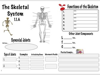 Skeletal System GCSE PE (OCR 1.1.a) Revision Sheet