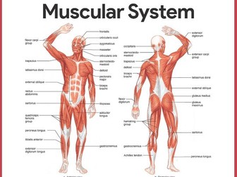 NCFE Level 3 Sport and Physical Activity - Anatomy & Physiology - Muscular System (LO2)