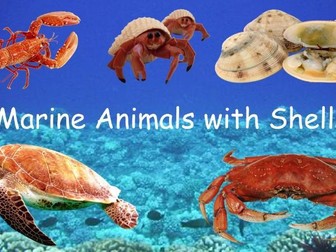 Underwater Animals with Shells PowerPoint