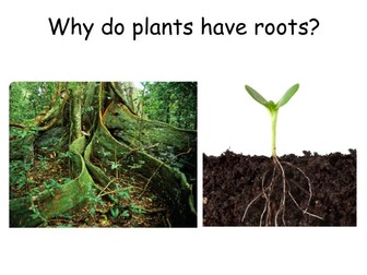 Plant transport lessons