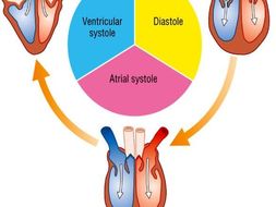 Powerpoint on Cardiac Cycle with worksheet, activity WJEC, AQA, OCR AS ...