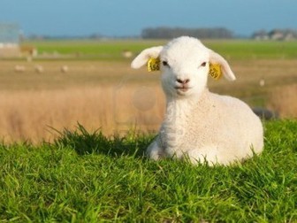 Australian Agriculture: Sheep Parasites Assignment