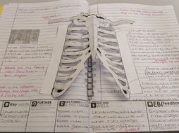 Skeletal System Activities Teaching Resources