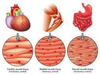 BTEC Level 3 Unit -1 Principles of Anatomy and Physiology Types of Muscle