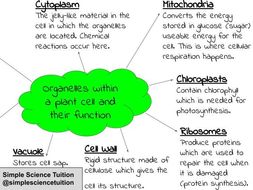 Plant Cell Organelles Mind Map | Teaching Resources