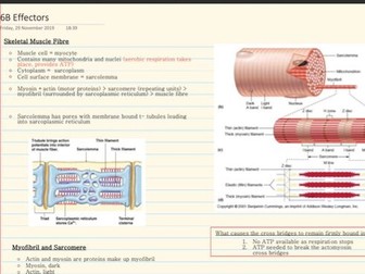 AQA A Level Biology Effectors Notes and Questions