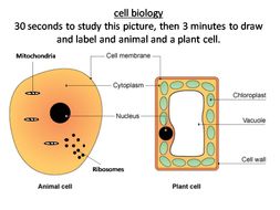 plant and animal cells
