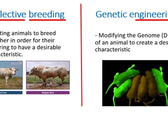 AQA Biology GCSE: genetic engineering and Selective breeding