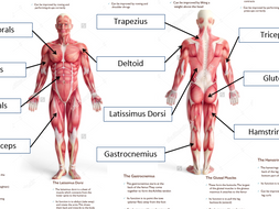 Gcse muscles diagram