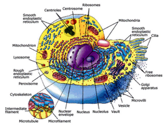 AQA B1 cell structure and transport