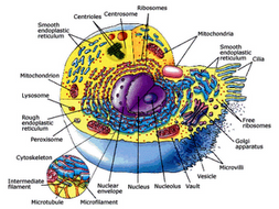 AQA B1 cell structure and transport | Teaching Resources