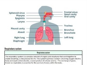 Nervous system lesson and questions