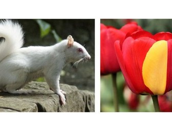 Reading exercise - Mutations