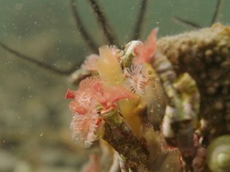 Stakeholder Role-Play Debate: Should Scotland’s MPAs Be Stronger?