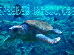 mermaids and manatees : what is the truth?