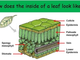 Photosynthesis and the leaf