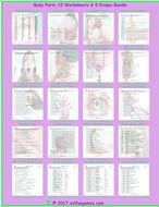 Body Parts Worksheet and Exam Bundle
